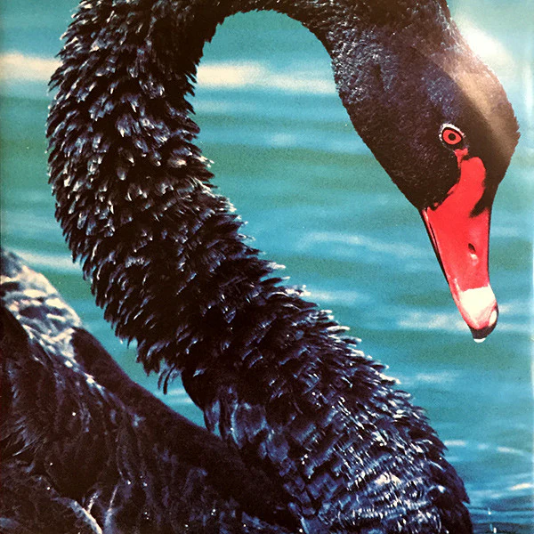 The Triffids – The Black Swan (VG+/VG+) – LP, AU 1989 - Image 5