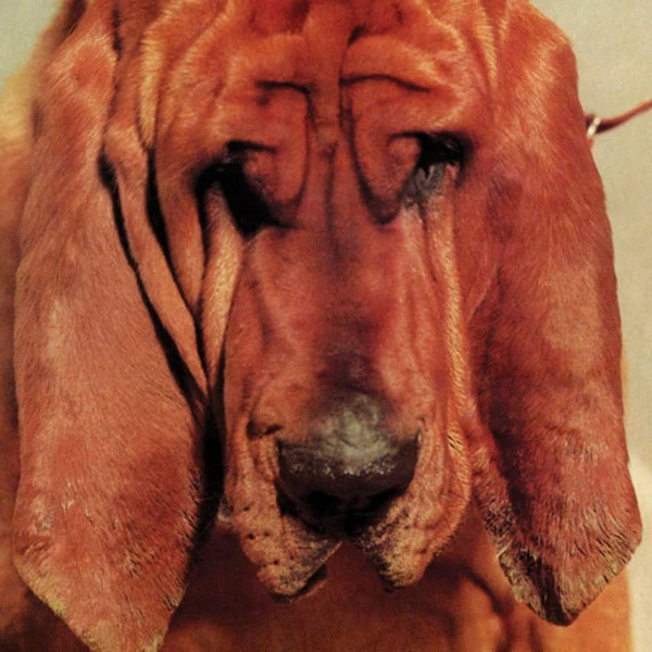 Ty Segall – Goodbye Bread (VG+/VG+) – LP, US 2011